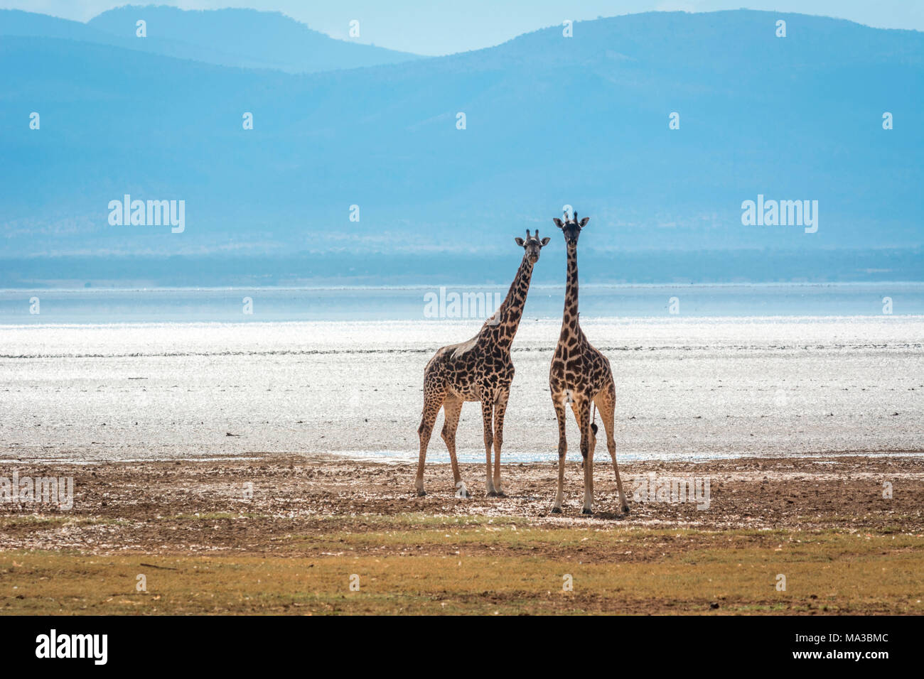 Tanzanie, Afrique,Lake Manyara National Park,deux jeunes girafes Banque D'Images