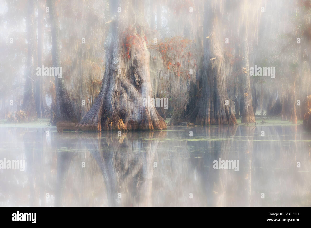 Le cyprès chauve (Taxodium distichum) dans le lac Martin, Breaux Bridge, bassin Atchafalaya, Sud des États-Unis, USA ; Nord Americaf Banque D'Images