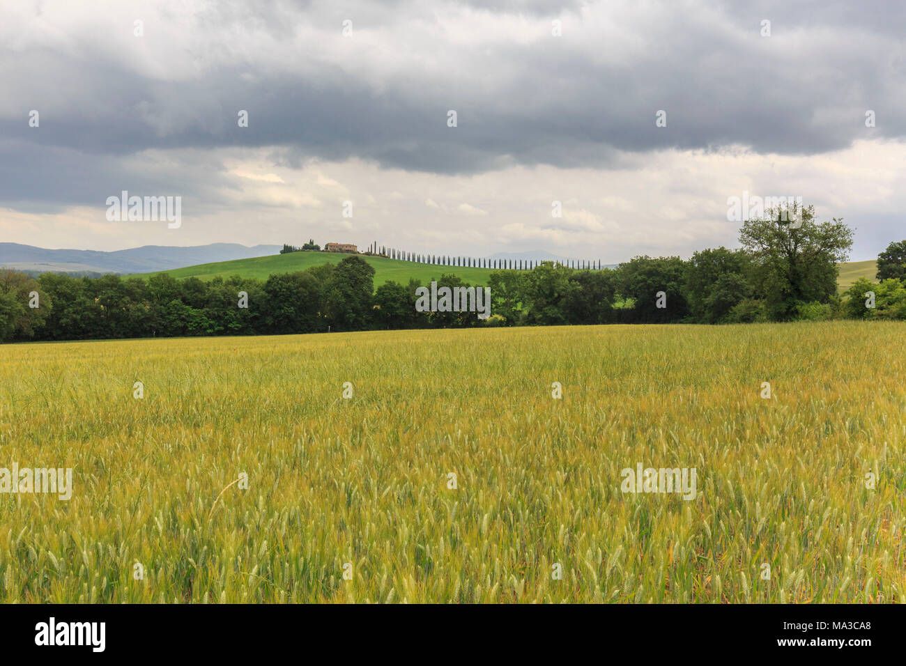 Italie, Toscane, Val d'Orcia, sombres nuages au-dessus de Ferme Poggio Covili à Castiglione d'orcia, provence de Sienne Banque D'Images