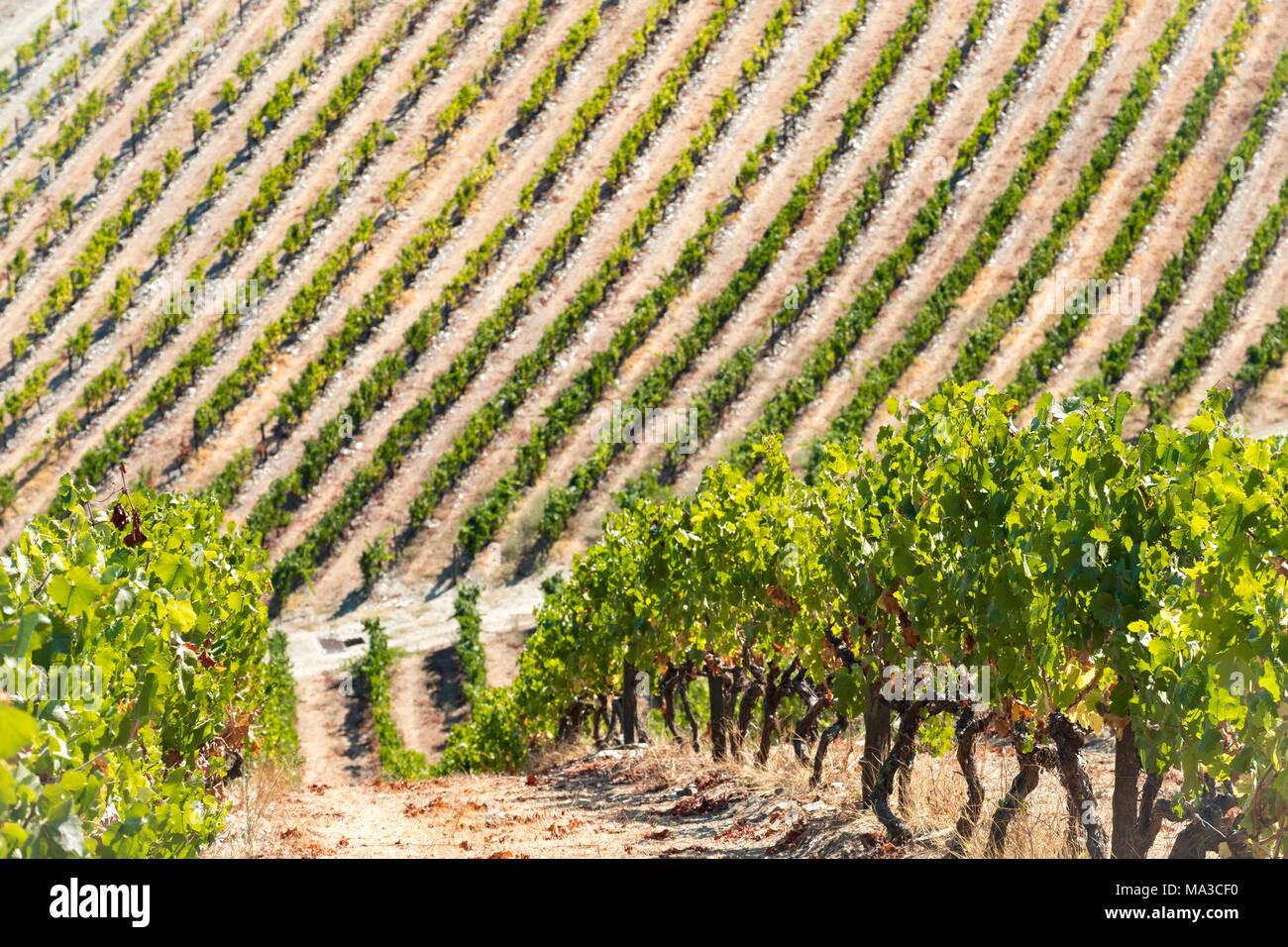 Vignobles dans le fleuve Douro, Alto Douro Wine Valley Banque D'Images