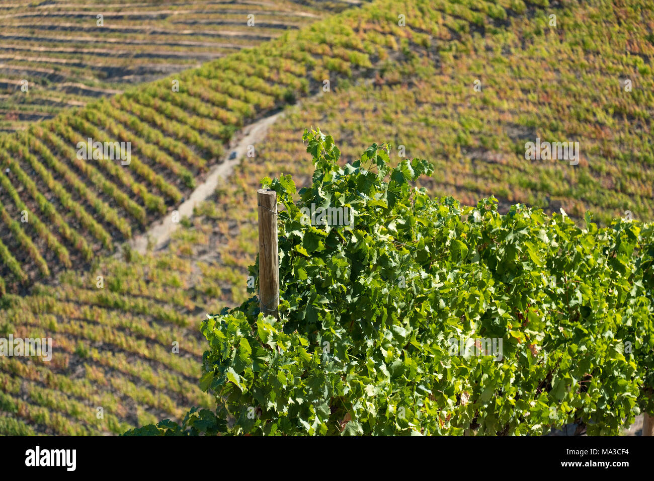 Vignobles dans le fleuve Douro, Alto Douro Wine Valley Banque D'Images