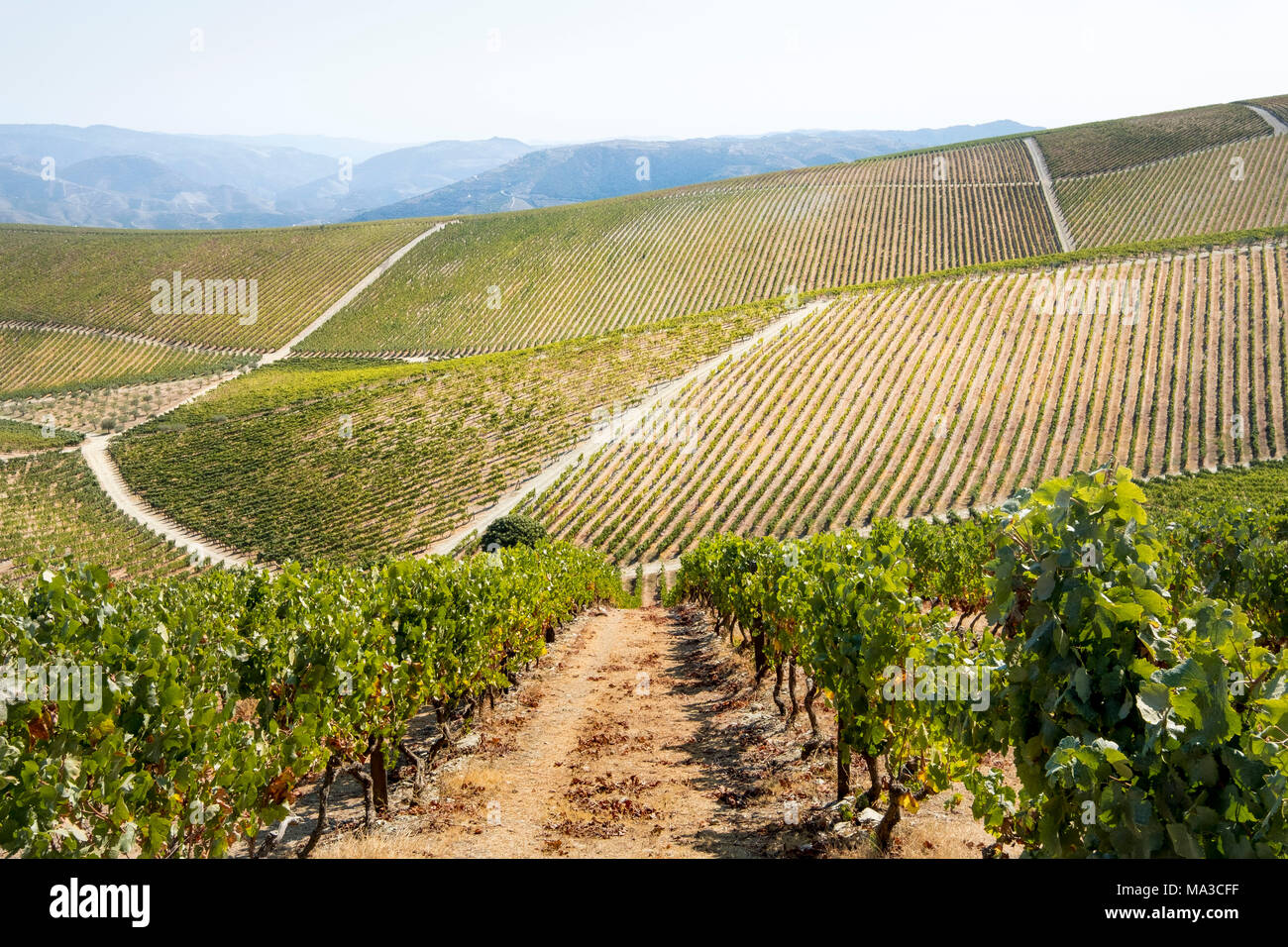 Vignobles dans le fleuve Douro, Alto Douro Wine Valley Banque D'Images