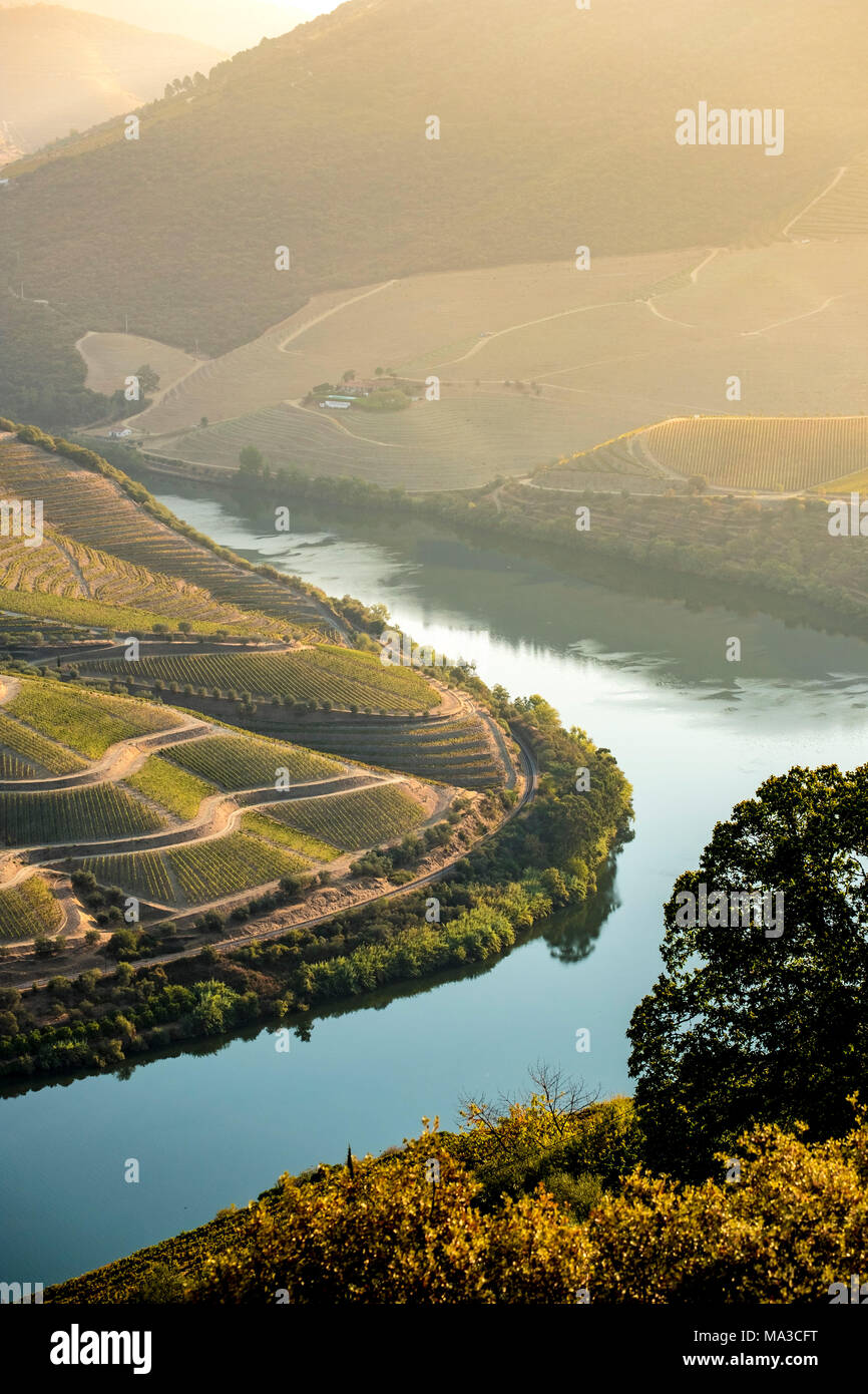Vallée du Douro est une des plus importantes et des vignobles historiques en Europe Banque D'Images
