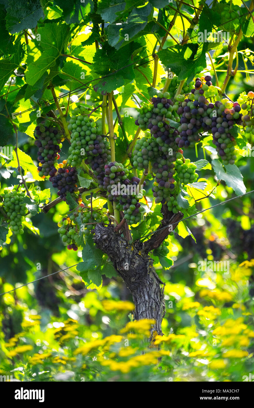 Grapes growing sur une vigne dans la vallée du Rhin en Allemagne Europe Banque D'Images