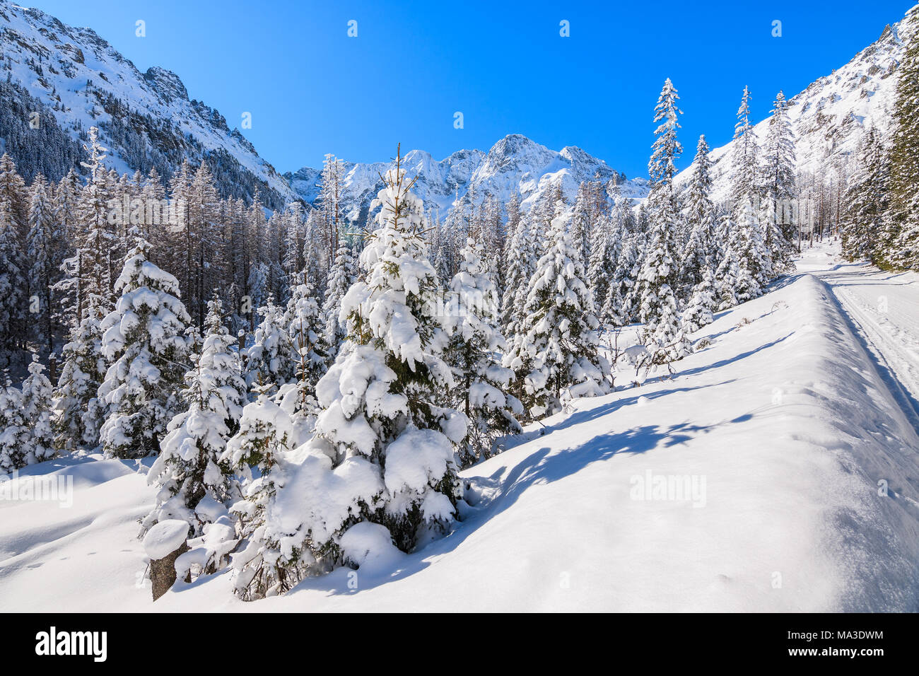 En épinettes vallée près du lac Morskie Oko en saison d'hiver, Tatras, Pologne Banque D'Images