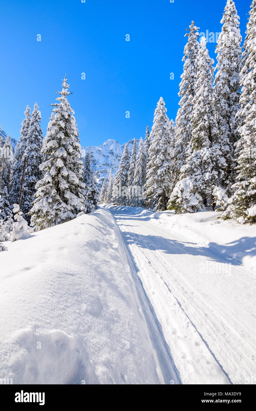 Les épinettes sur route enneigée de Morskie Oko lac en hiver, Tatras, Pologne Banque D'Images