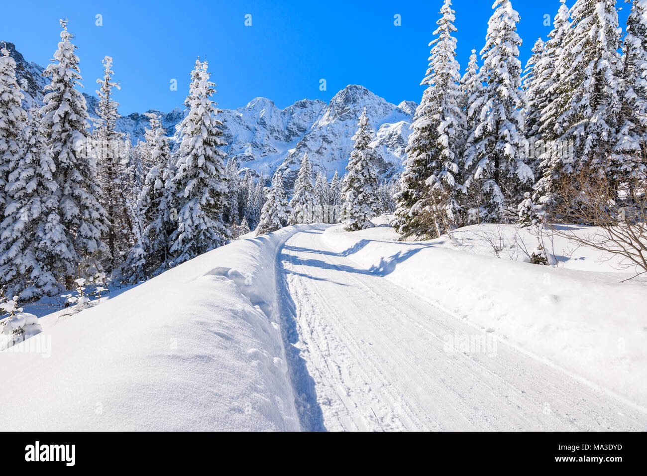 Route enneigée de Morskie Oko lac en hiver, Tatras, Pologne Banque D'Images