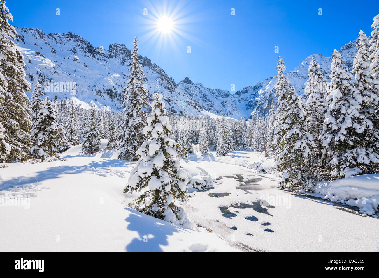 Sapins en hiver paysage près du lac Morskie Oko avec soleil sur ciel bleu, Tatras, Pologne Banque D'Images