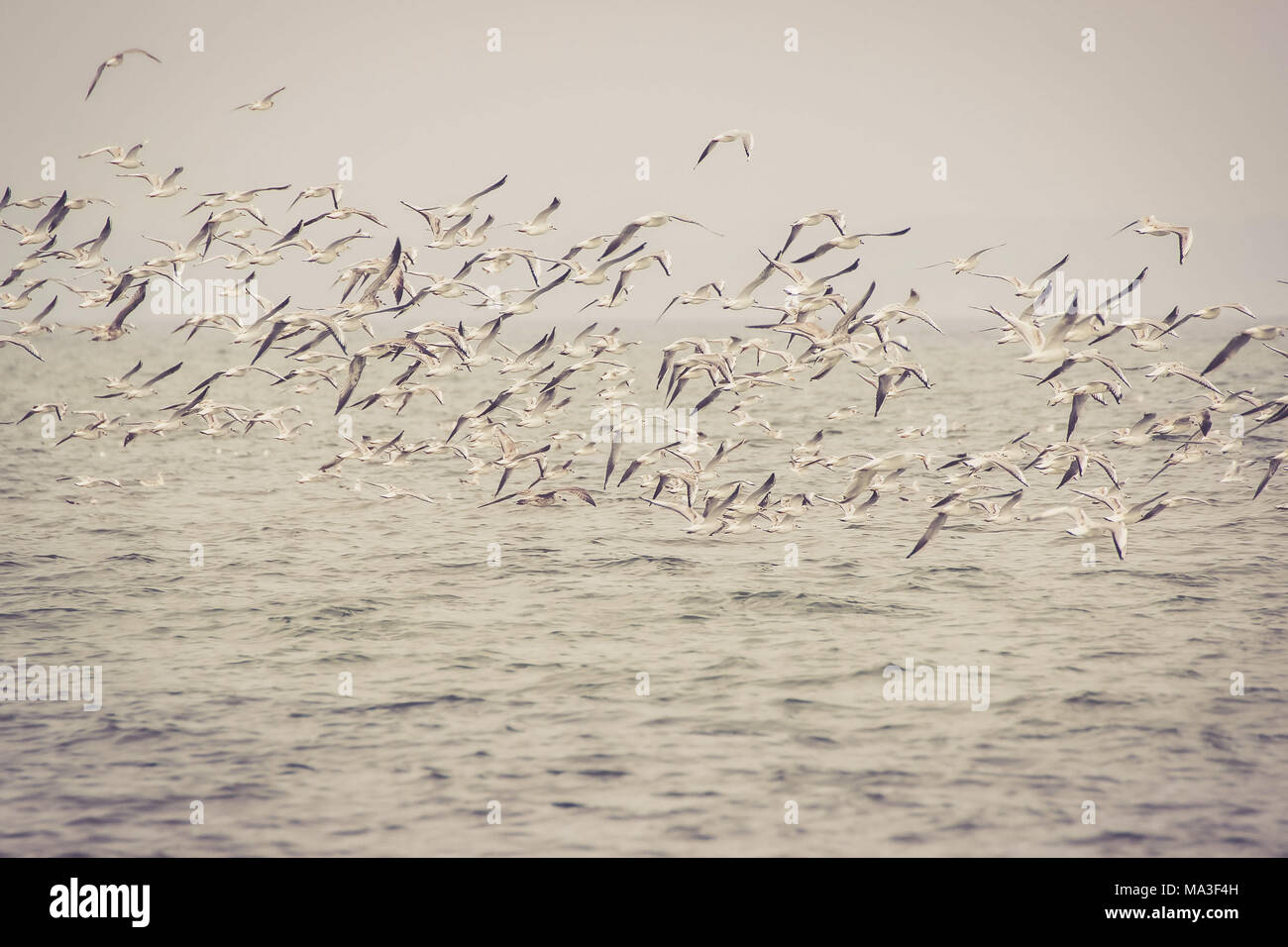 Les goélands, de l'eau dans le vol Banque D'Images