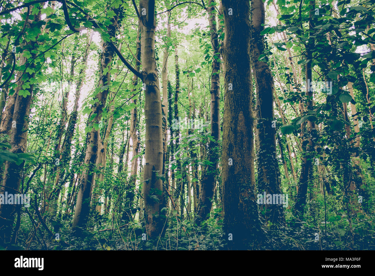 Forêt, arbres, avec des troncs couverts de lierre Banque D'Images