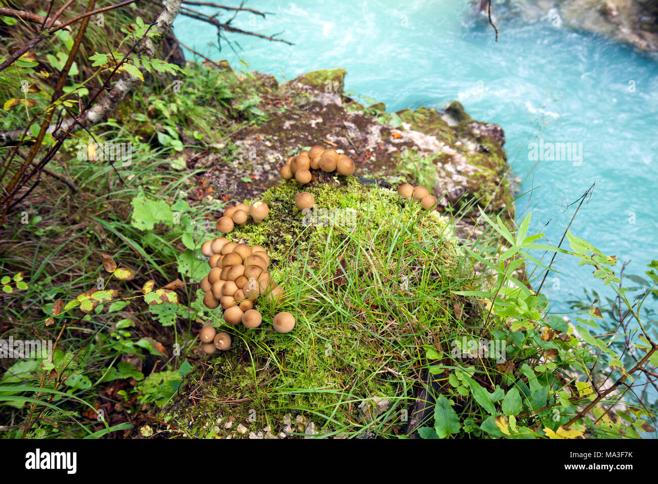 Brookside, touffe de soufre Banque D'Images