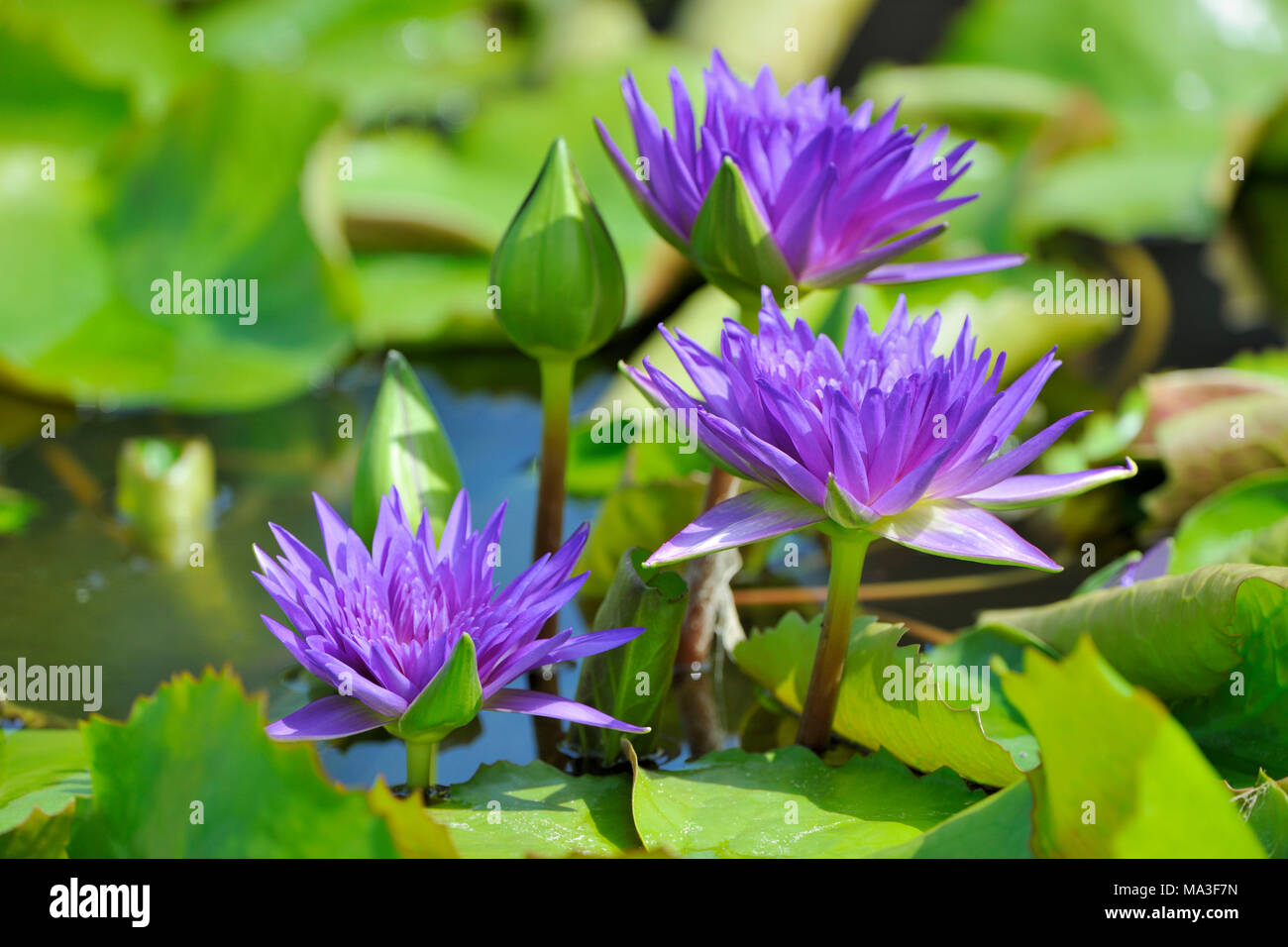 Fleurs de lotus Violet, Nelumbo sp. Banque D'Images