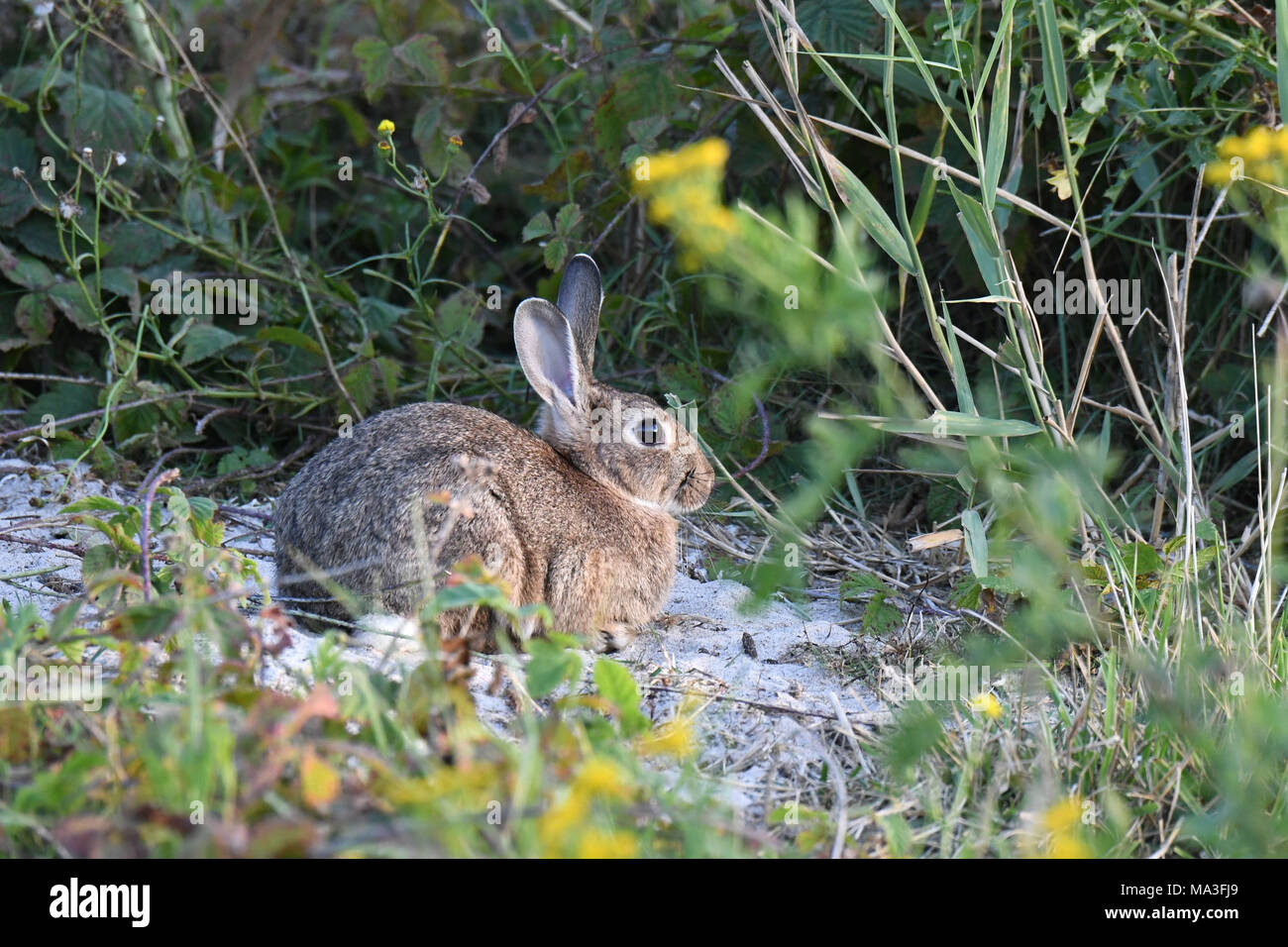 Les lapins sauvages dans une forêt, Oryctolagus cuniculus Banque D'Images