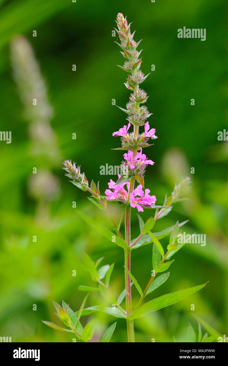 Pourpre, lythrum Lythrum salicaria Banque D'Images