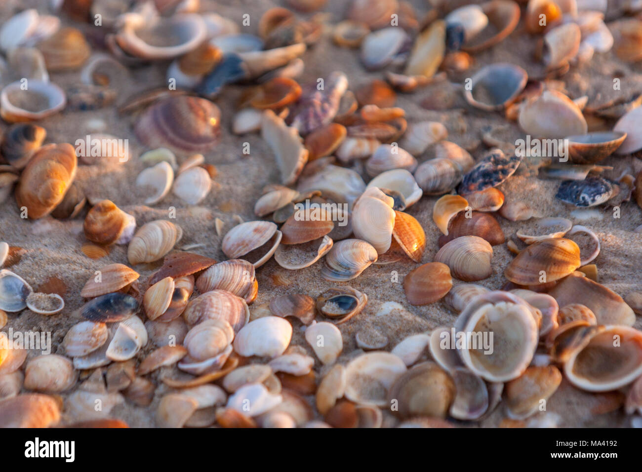 Coquilles dans la plage de Matalascañas, Almonte, Province de Huelva, Andalousie, espagne. Banque D'Images
