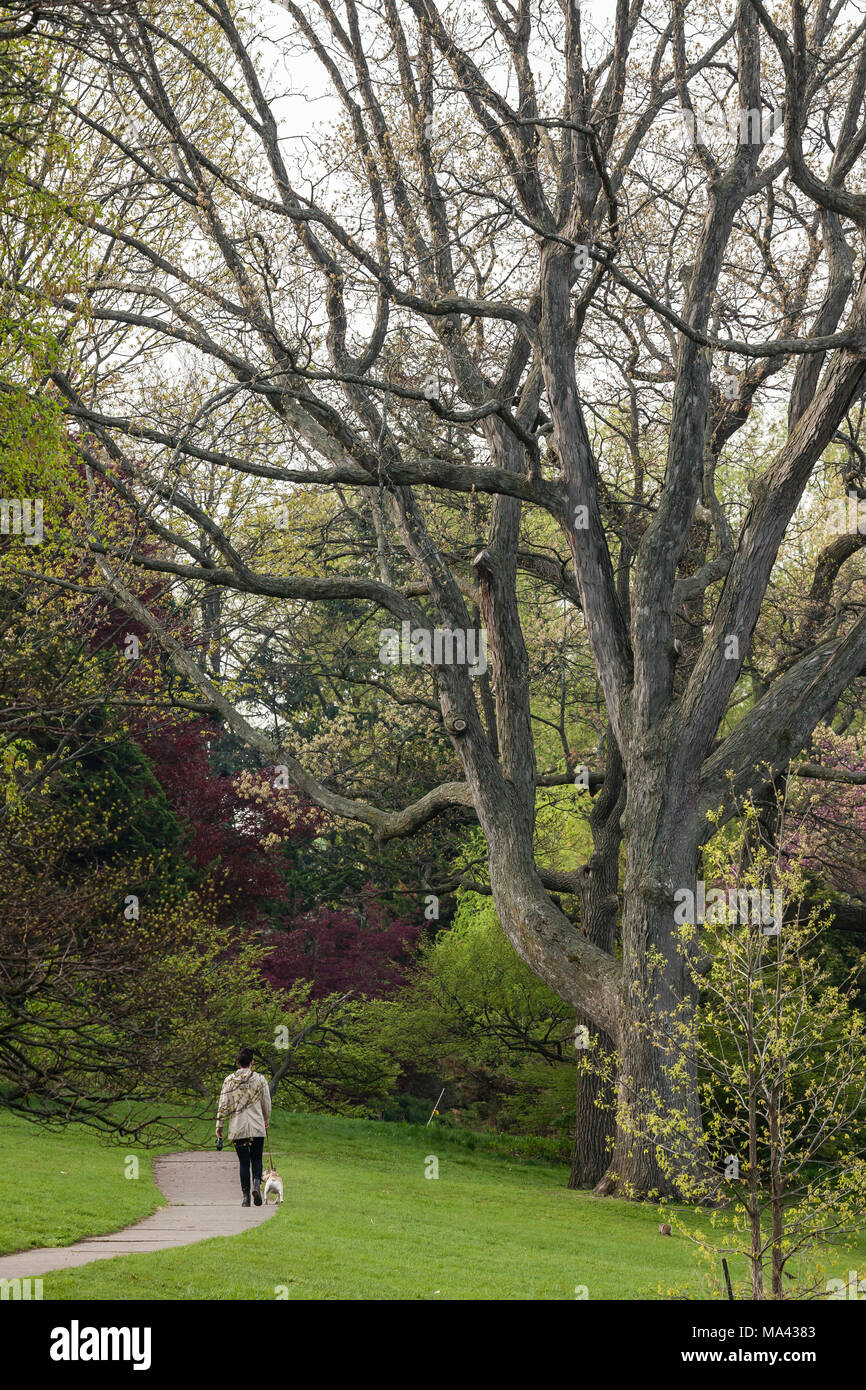 Avec de grands arbres et une femme marcher avec un chien. Banque D'Images