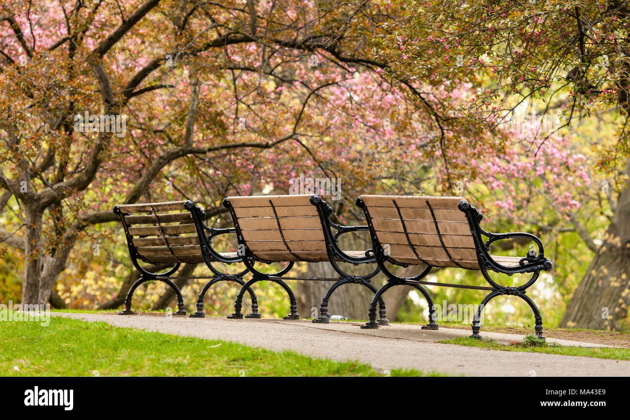 Des bancs dans High Park, avec fleurs de cerisier dans l'arrière-plan. Banque D'Images
