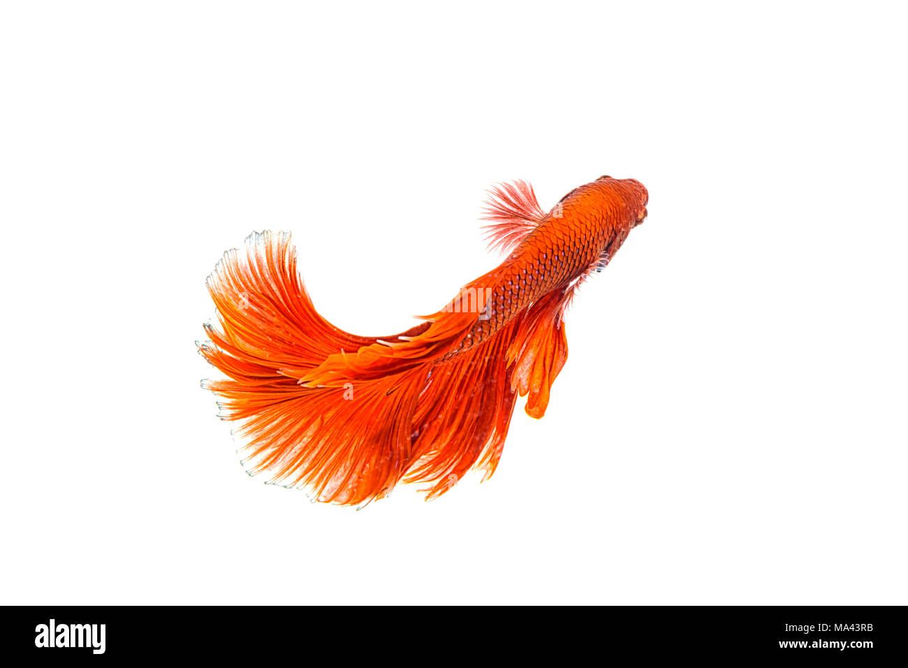 Betta poisson, poissons de combat siamois demie-lune isolé sur fond blanc Banque D'Images Betta poisson, poissons de combat siamois demie-lune isolé sur fond blanc Banque D'Images
