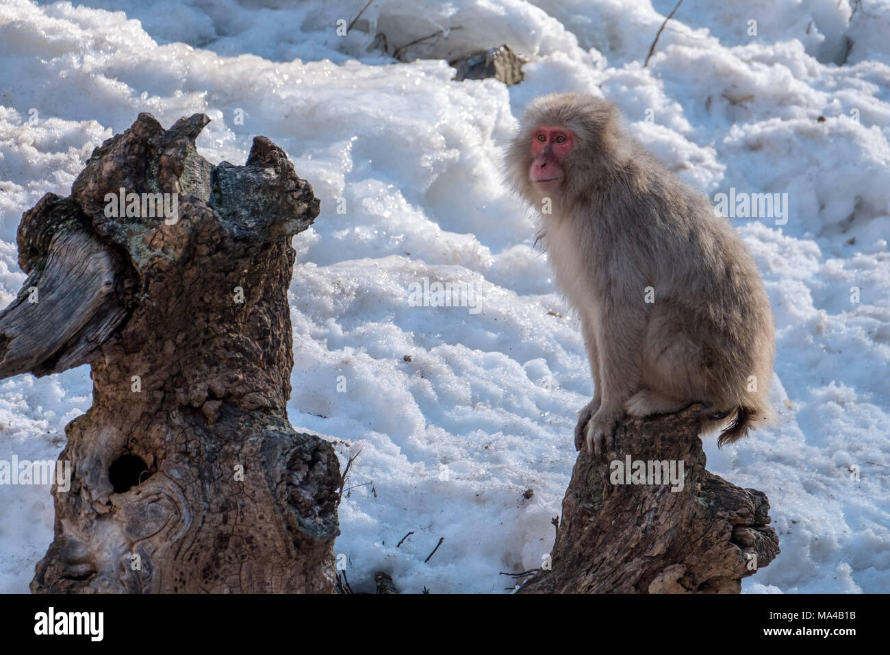 Les singes macaques japonais connu sous le nom de snow monkeys vivent dans le Jigokudani Monkey Park, Yamanouchi, au Japon. En hiver les singes descendre de la pe Banque D'Images