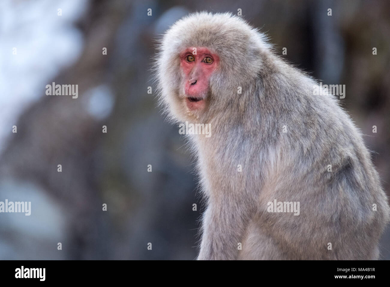 Les singes macaques japonais connu sous le nom de snow monkeys vivent dans le Jigokudani Monkey Park, Yamanouchi, au Japon. En hiver les singes descendre de la pe Banque D'Images