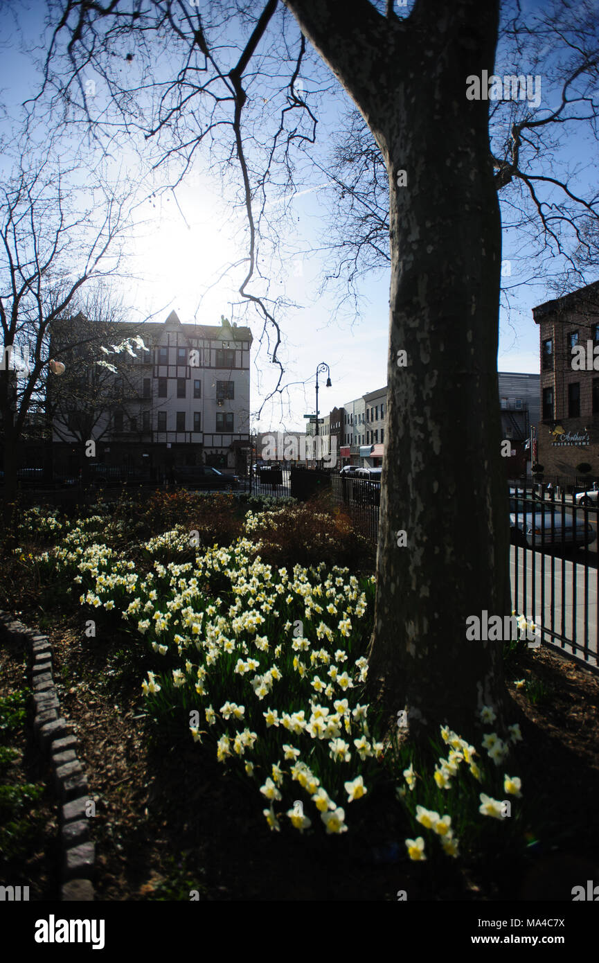 Les rayons du soleil frappent un lit de la fleur floraison des jonquilles au coucher du soleil, à Monseigneur McGolrick Park à Greenpoint, Brooklyn, New York, avril 2013. Banque D'Images