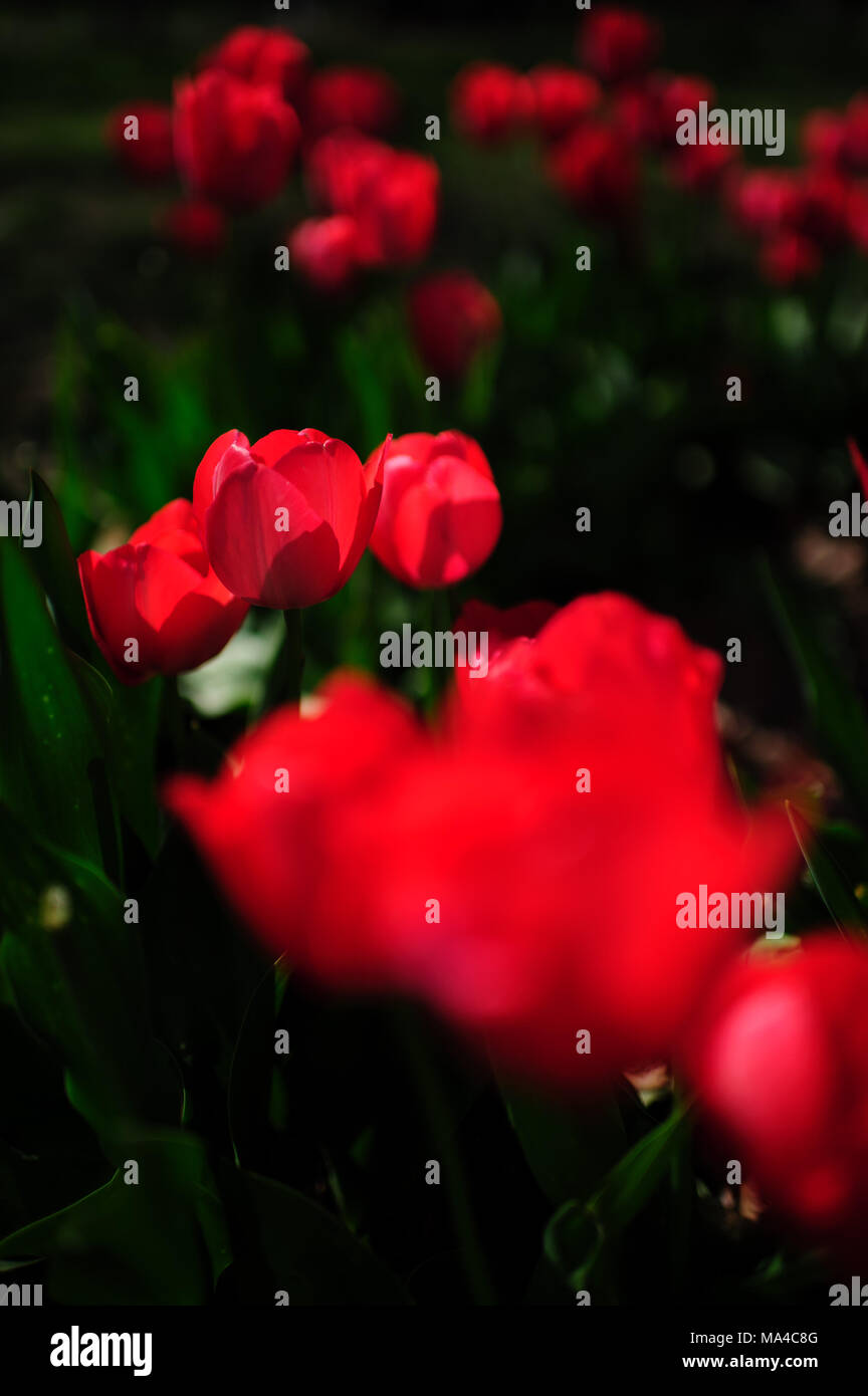 Tulipes rouges colorés fleurissent au printemps dans le parc de Brooklyn, New York, avril 2013. Banque D'Images