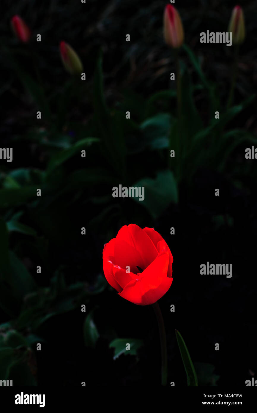 Une tulipe rouge fleurit au printemps dans le parc de Brooklyn, New York, avril 2013. Banque D'Images