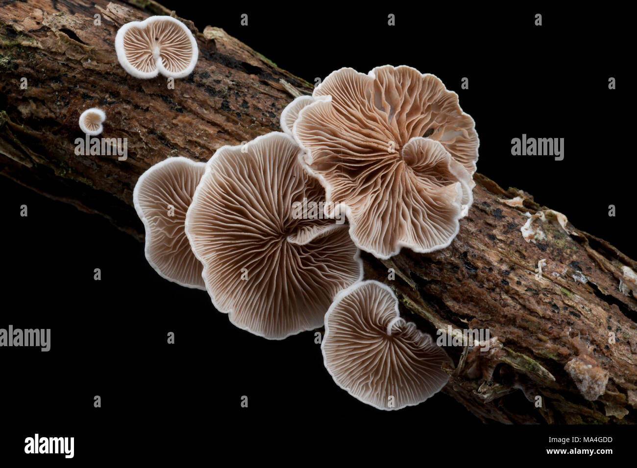 Un spécimen de Crepidotus cesatii champignons, qui pousse sur les rameaux morts dans la New Forest Hampshire England UK GO Banque D'Images