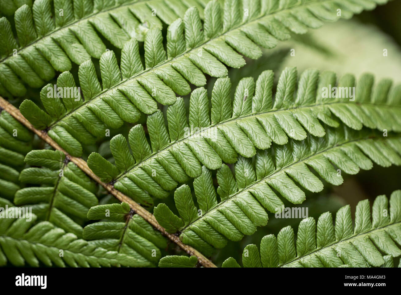 Close up détaillées de fougères, près de la forêt à la photographie, des bois, belle couleur vert fougère Banque D'Images