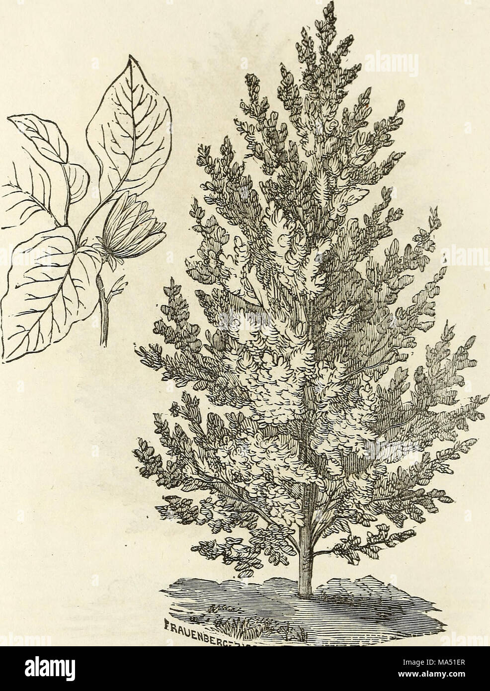 . Ellwanger &AMP ; Barry's catalogue descriptif de hardy, arbres et arbustes d'ornement, roses, etc., etc., etc. Banque D'Images