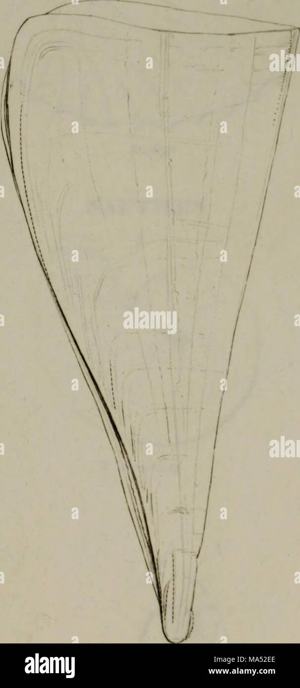 . Éléments de conchyliologie : selon le système de pharmacovigilance, illustré par vingt-huit plaques, tirées de la nature Banque D'Images