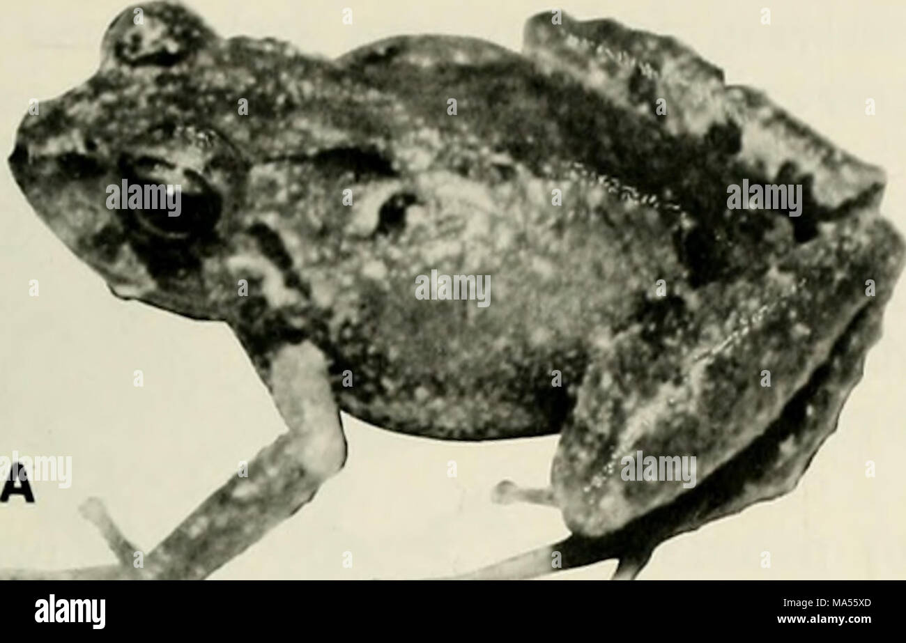 . L'Eleutherodactylus des pentes de l'Amazonie Andes équatoriennes (Anura : amphibien) Banque D'Images