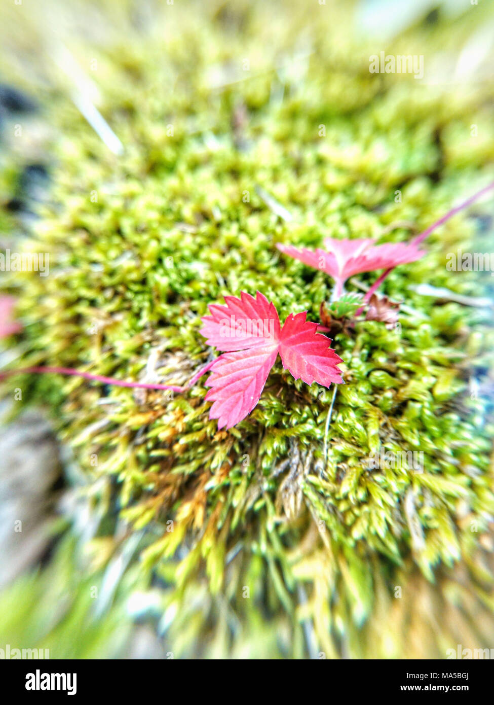 Mousse, feuilles de fraisier, flou Banque D'Images