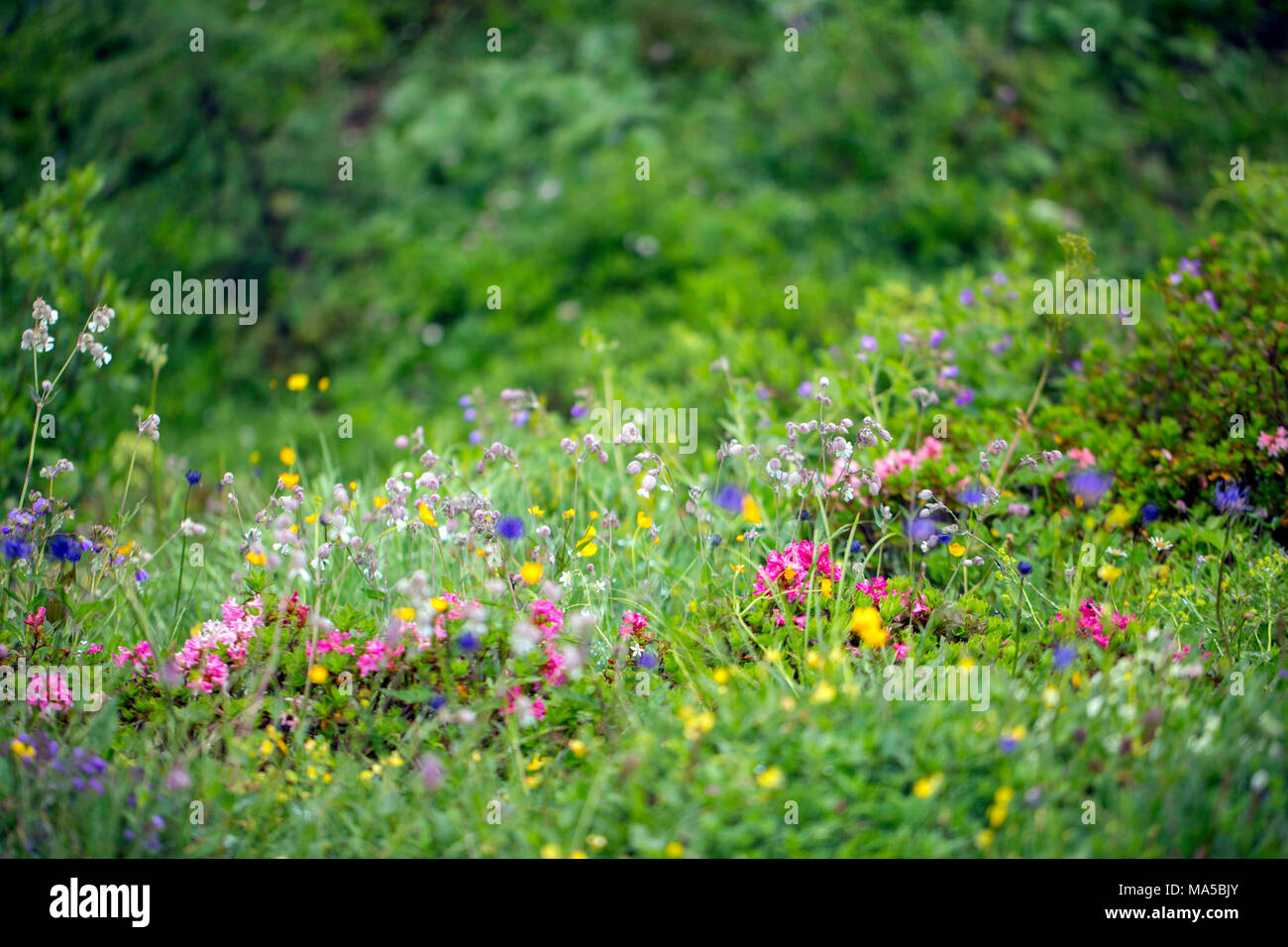 Fleurs alpines im Seidlwinkltal, Rauris, Hohe Tauern Banque D'Images