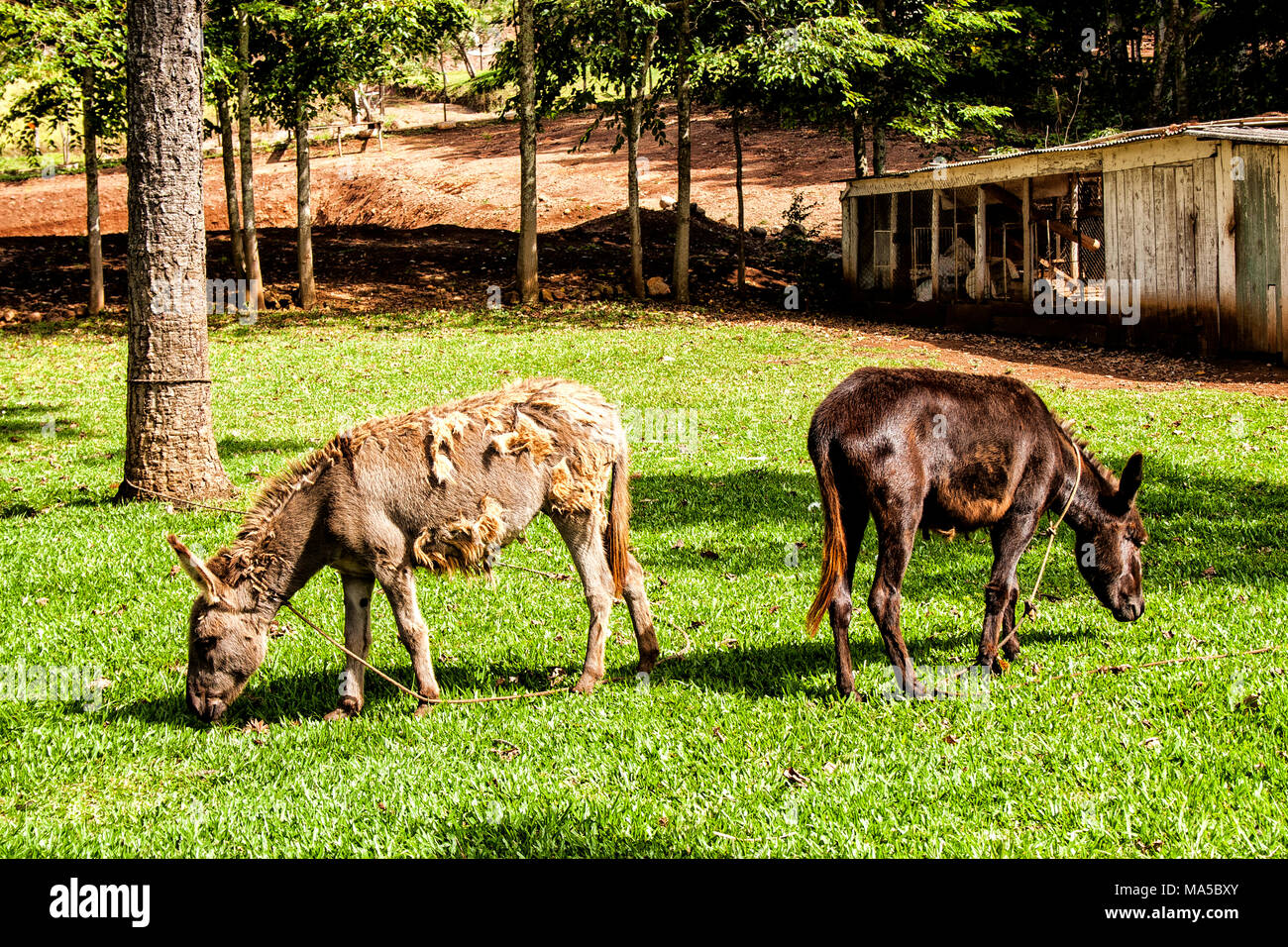 Mulets dans les terres agricoles du sud du Brésil. Bom Jesus do Oeste, Santa Catarina, Brésil. Banque D'Images