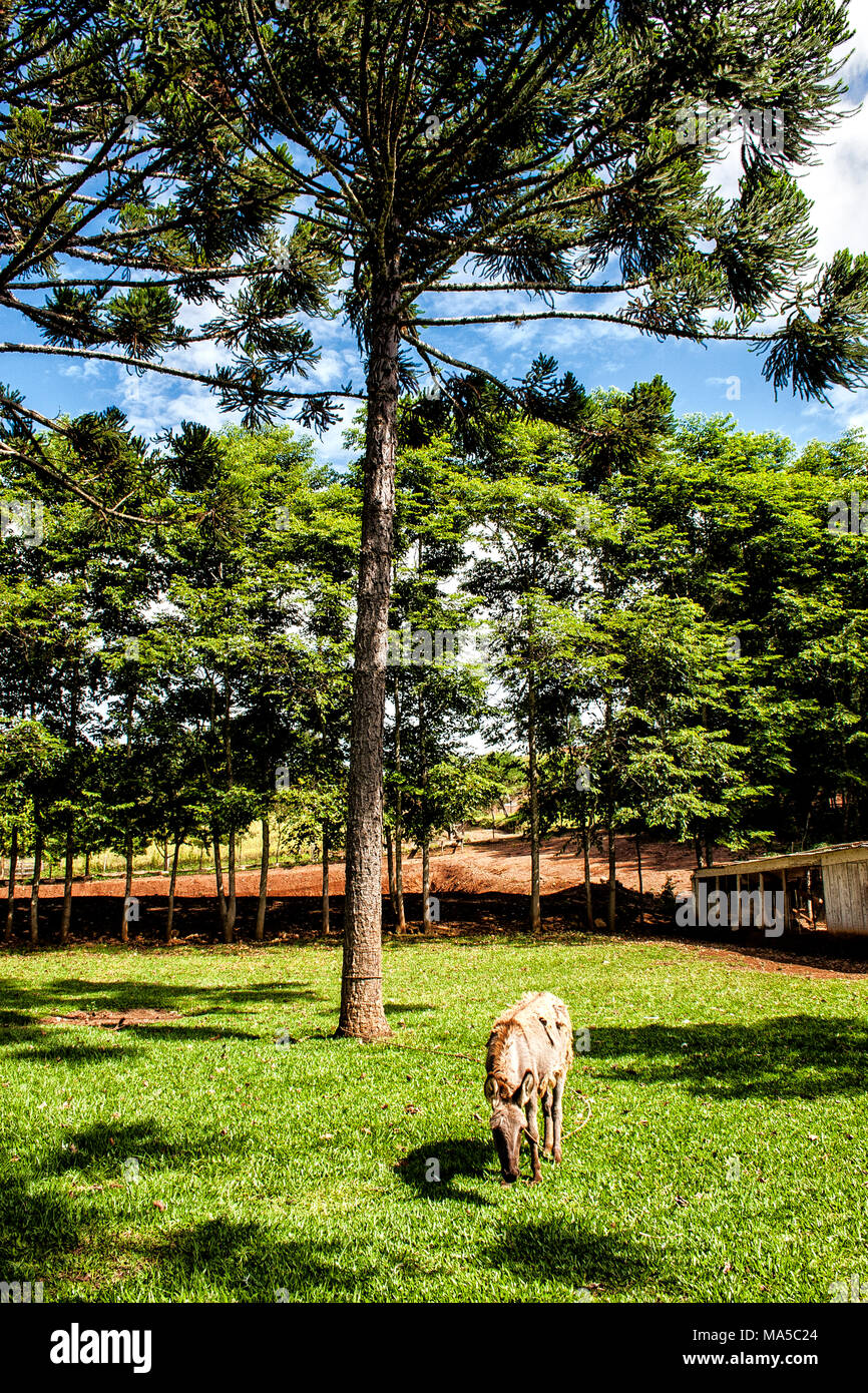 Mulets dans les terres agricoles du sud du Brésil. Bom Jesus do Oeste, Santa Catarina, Brésil. Banque D'Images