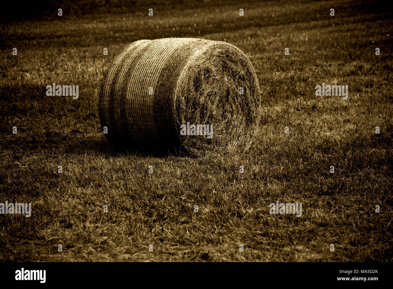 Champ de céréales fauchées et récoltés avec un rouleau de paille Banque D'Images