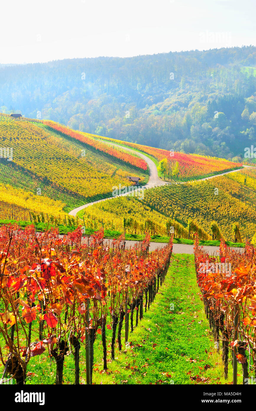 Vignes en automne, Baden-Wurttemberg, Allemagne Banque D'Images