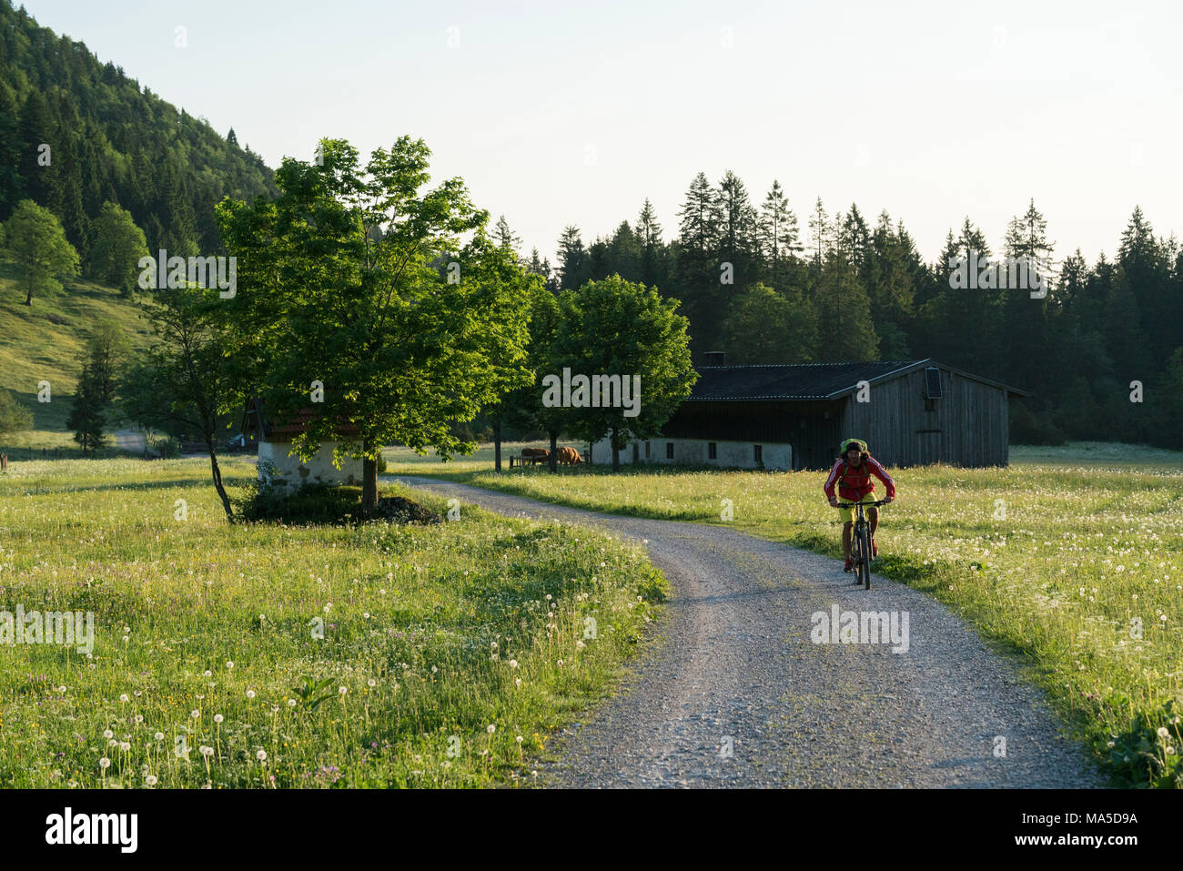 Vtt dans la scène, Längental Leggries fermer (municipalité), Alpes bavaroises, Bavière, Allemagne Banque D'Images