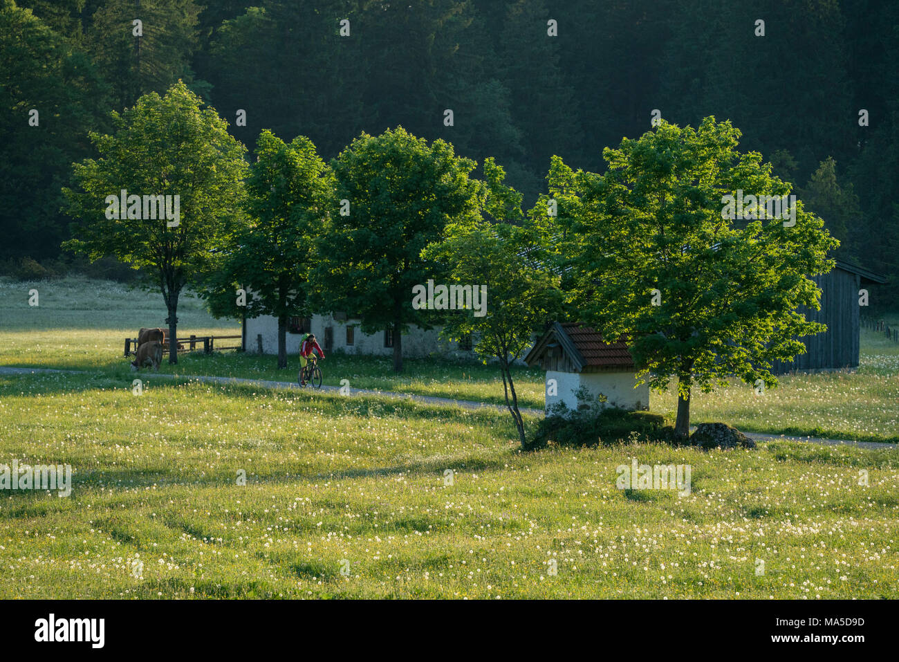 Vtt dans la scène, Längental Leggries fermer (municipalité), Alpes bavaroises, Bavière, Allemagne Banque D'Images