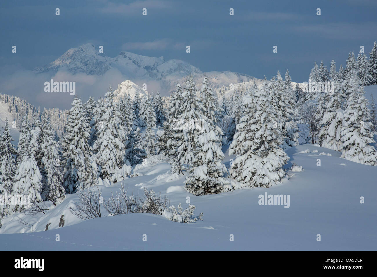 Paysage d'hiver à l'Hirschberg, Alpes bavaroises, Bavière, Allemagne. Banque D'Images