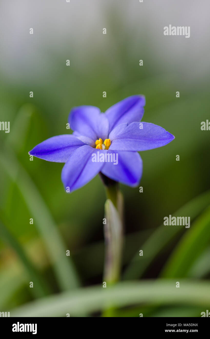 Star du printemps est une fleur à bulbe bleu fleur qui fleurit au printemps, jessie ipheion. Banque D'Images