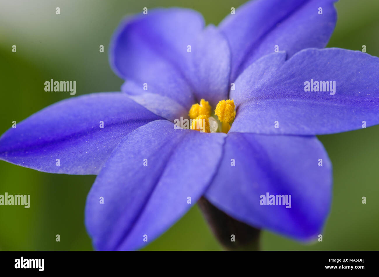 Star du printemps est une fleur à bulbe bleu fleur qui fleurit au printemps, jessie ipheion. Banque D'Images