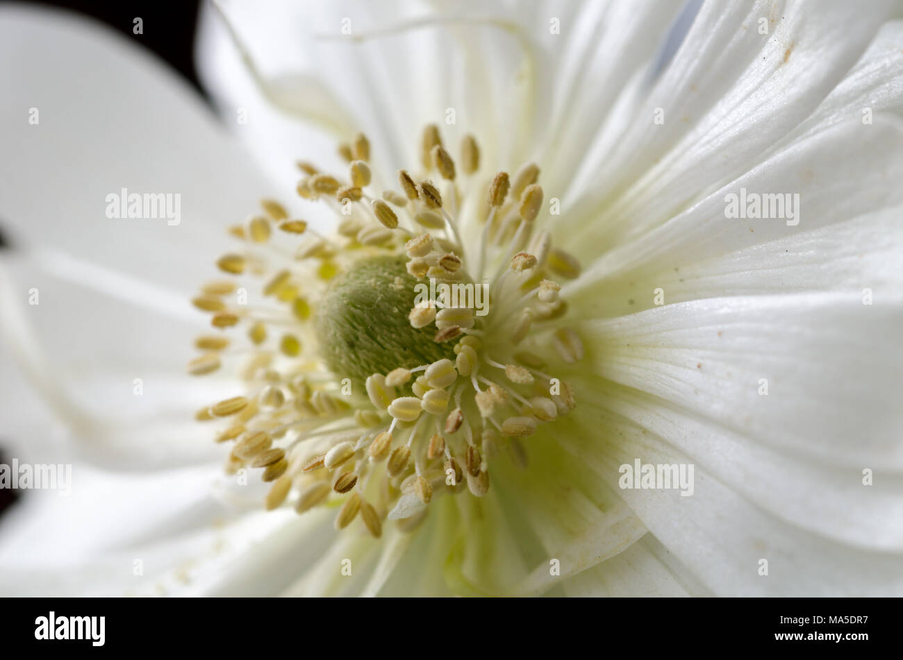 Les anémones blanches, Close up, macro, fleurs de printemps. Banque D'Images