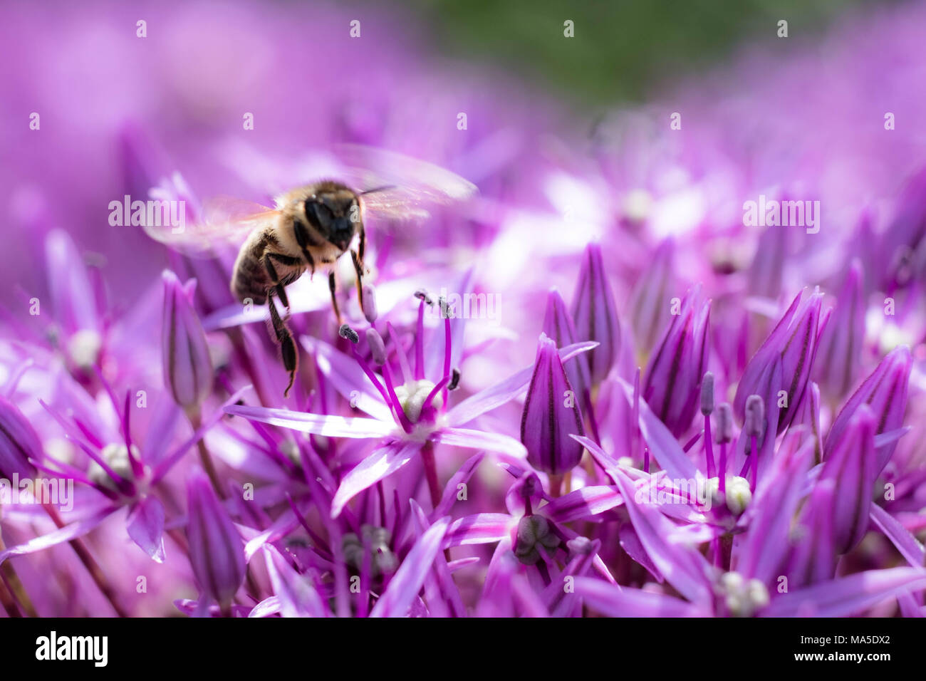 Abeille sur allium géant Banque D'Images