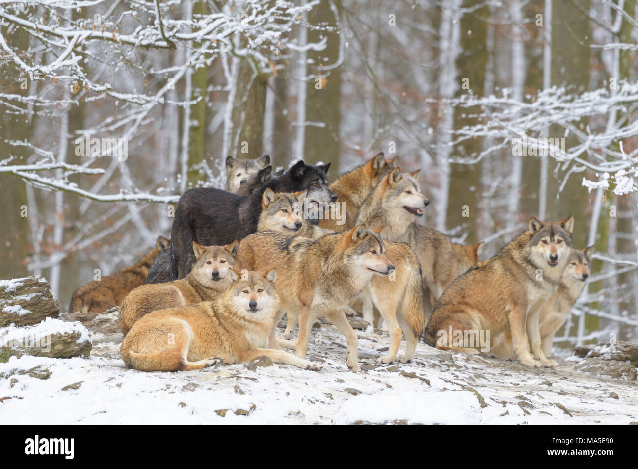 Le loup, Canis lupus, meute de loups en hiver, Allemagne Banque D'Images