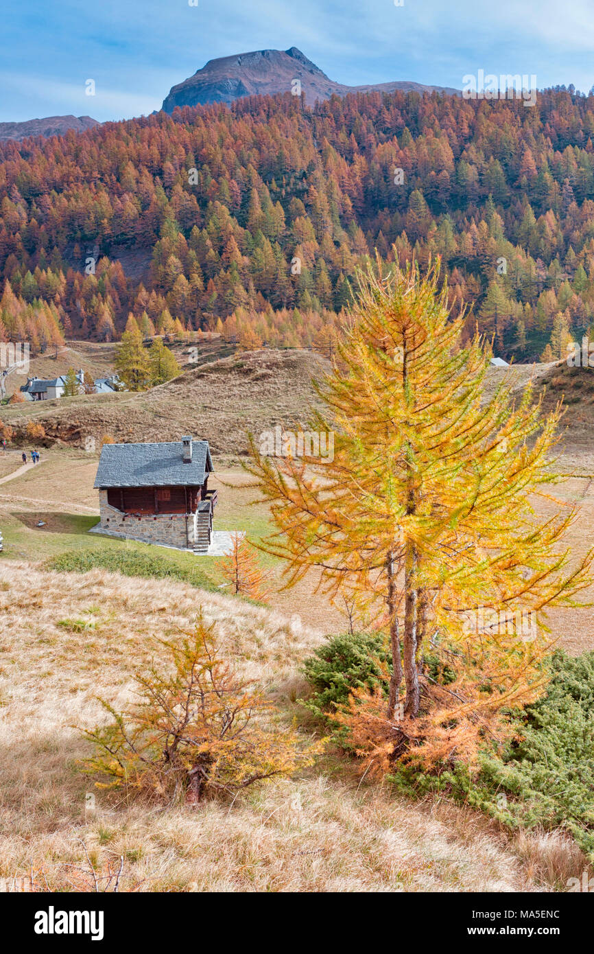 Mélèzes jaune près d'une maison de montagne à l'Alpe Devero, Alpe Veglia et parc naturel Alpe Devero, Baceno, Verbano Cusio Ossola province, Piémont, Italie Banque D'Images