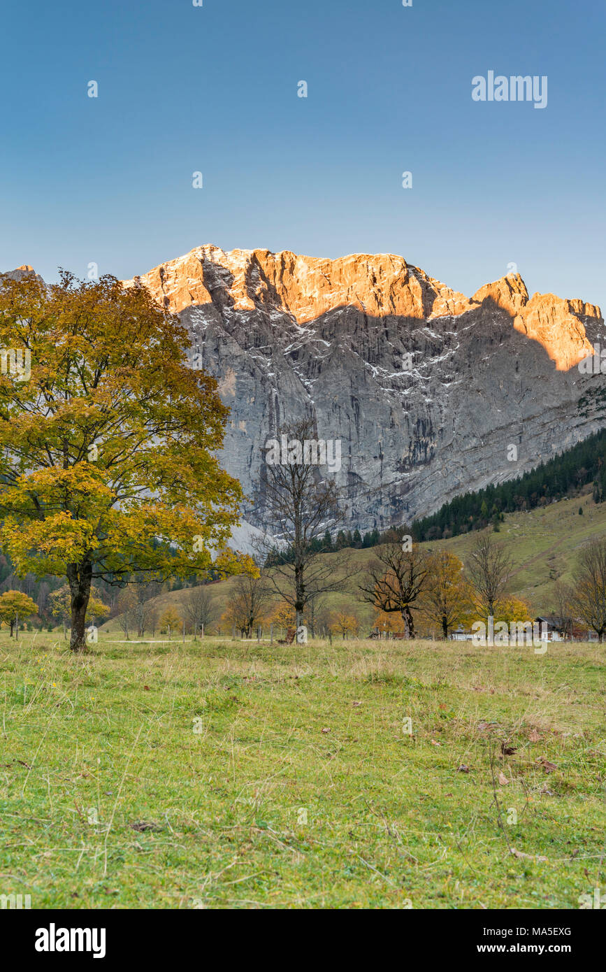 Fra, vallée de la RISS, le PMVD, district de Schwaz, Tyrol, Autriche, Europe. L'érable sycomore en couleurs d'automne au lever du soleil avec le Mont Grubenkar Banque D'Images
