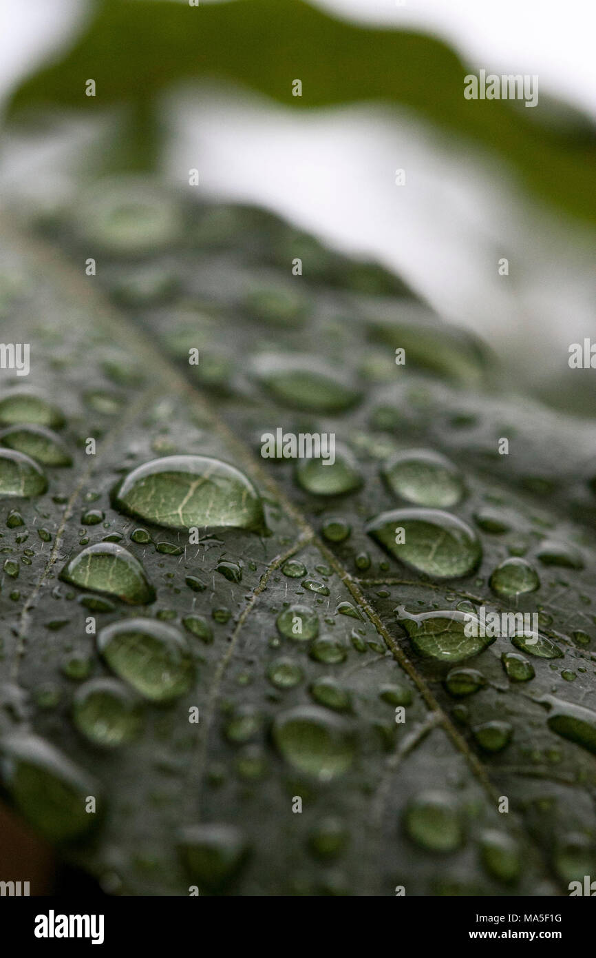 Gouttes de pluie Banque D'Images