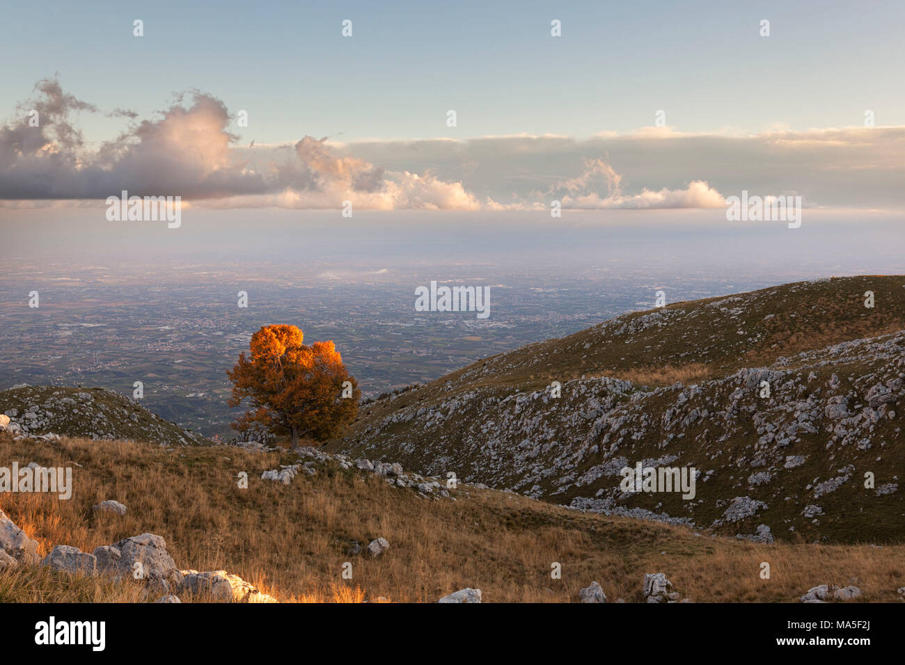 Un seul hêtre à Pizzoc Mount, Préalpes vénitiennes, Malcontenta, Treviso, Italie Banque D'Images